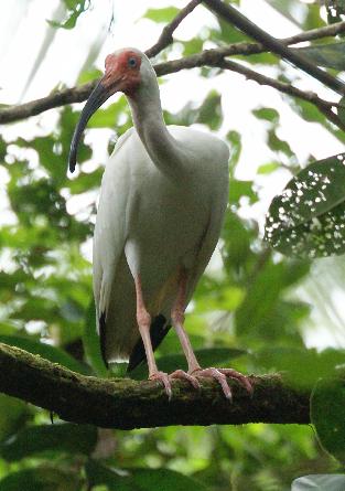 WhiteIbisCorcovado.jpg