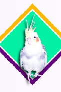pp4c6329f6.png