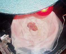 ppf86eeba4.png