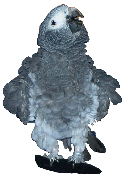 pp32c19b74.png