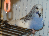 ppc47f6913.png