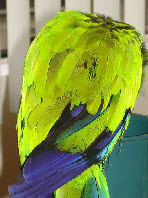 pp7e06f09d.jpg