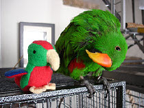 pp8fbed663.jpg